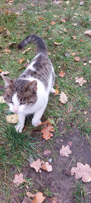 Pan kotek szuka swojego człowieka