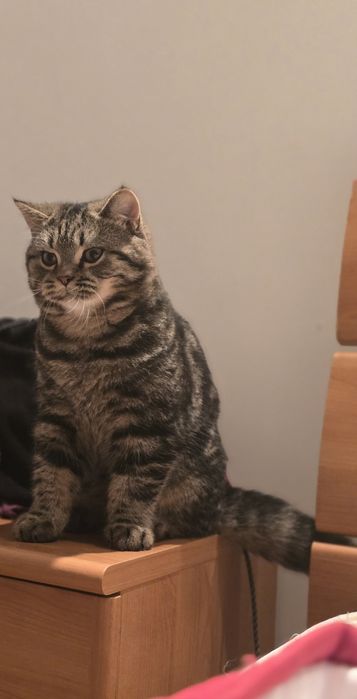 Adoção Responsavel