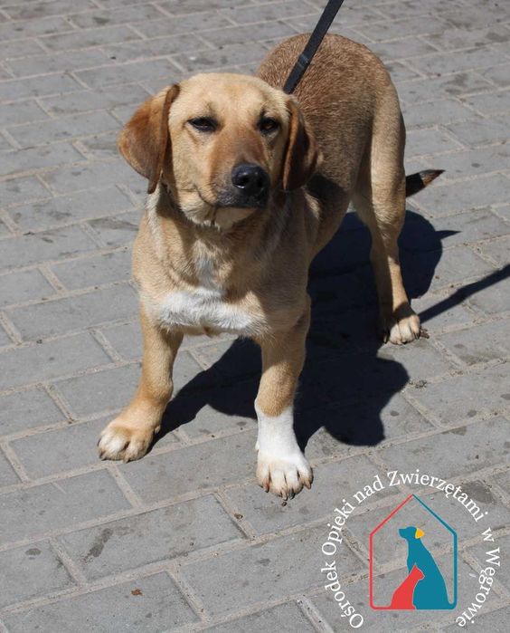 Młoda, przyjazna sunia Kalma szuka domu!