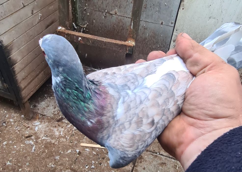 Gołębie pocztowe rubella reduced opal