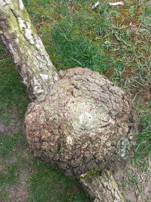 Piekna ozdoba wytwór natur ozdoba terrariumy