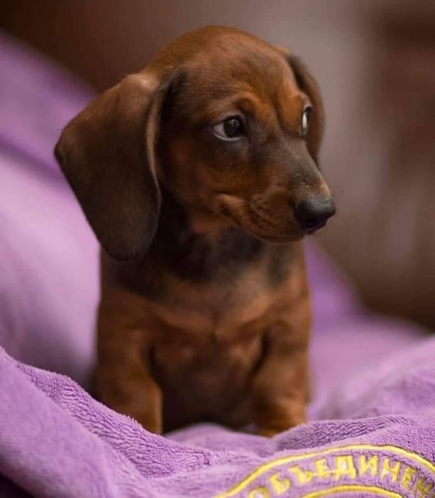 Яскраві таксята хлопчики.