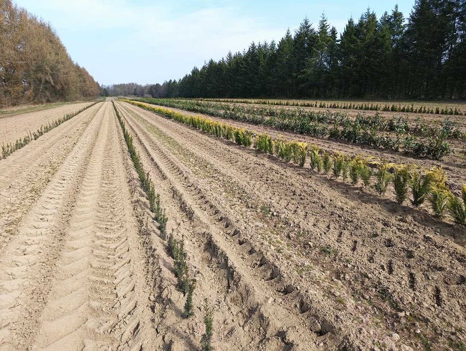 Cyprys Ivonne złoty kolumnowy lawsone 50 cm 70 cm. Żywopłoty