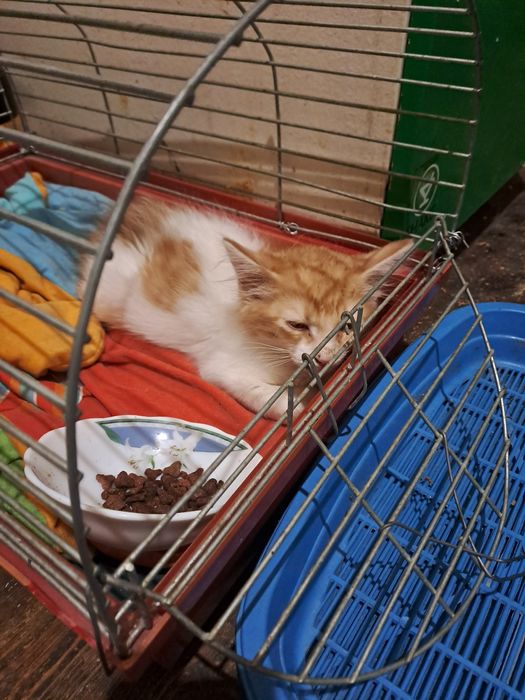 Пропало кошеня Йося