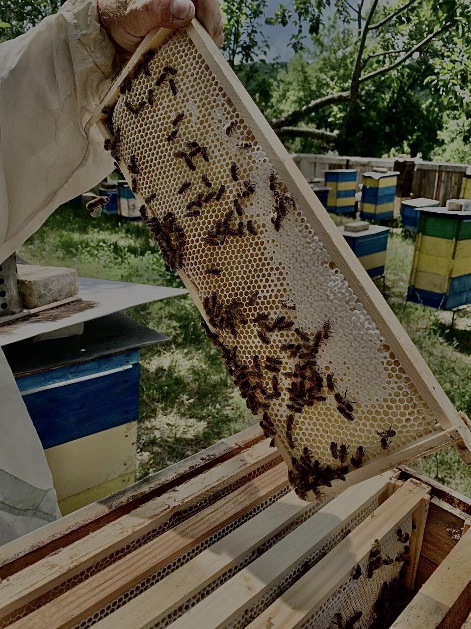 Бджолопакети, пчелопакеты