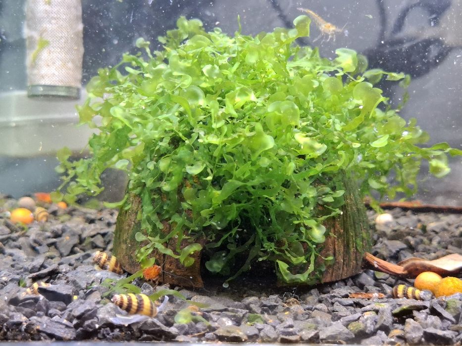 4 Cascas / Casca de coco com musgo pellia