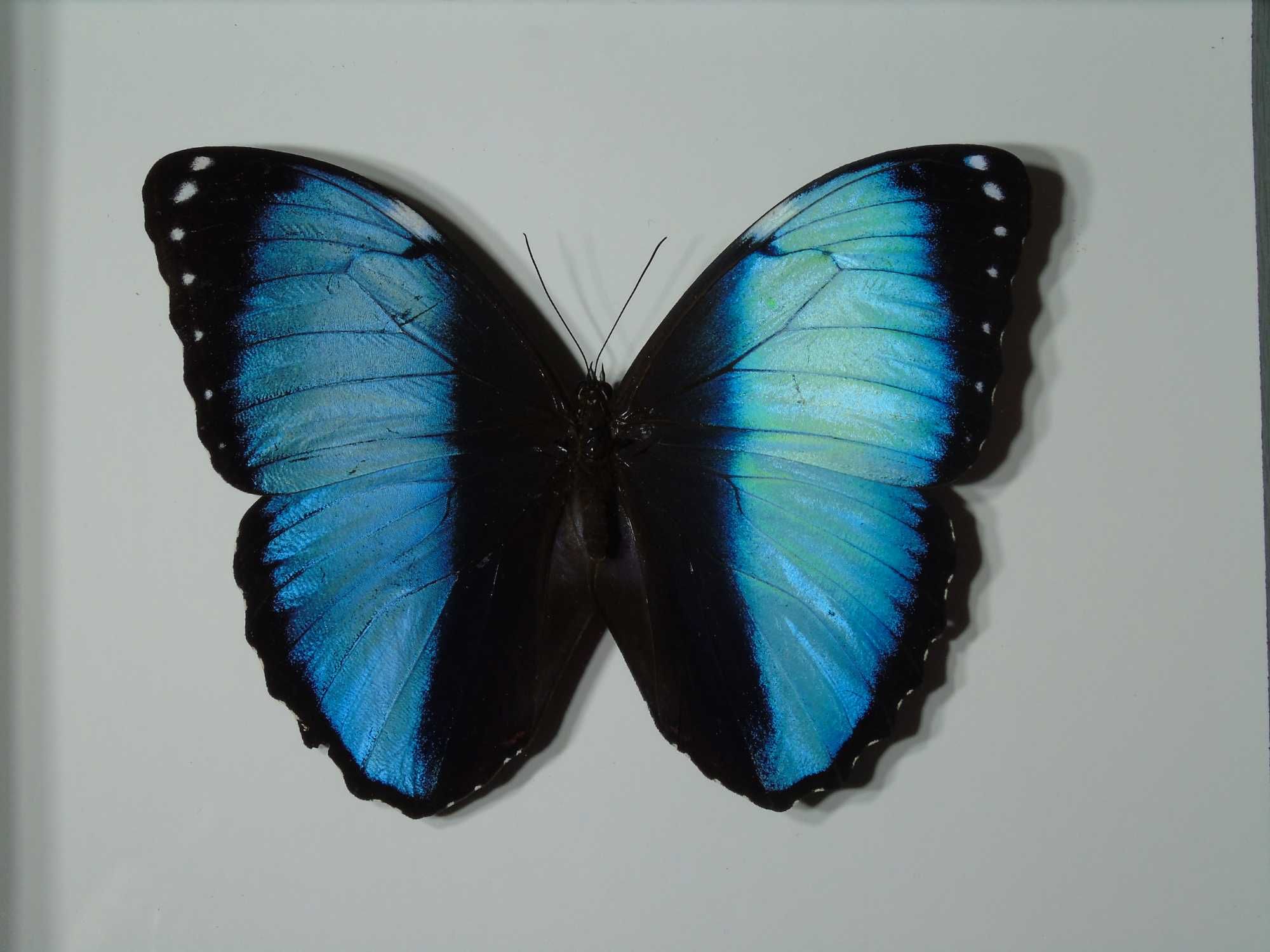 Motyl w ramce / gablotce 17 x 22 cm . Morpho achilles / helenor 125 mm