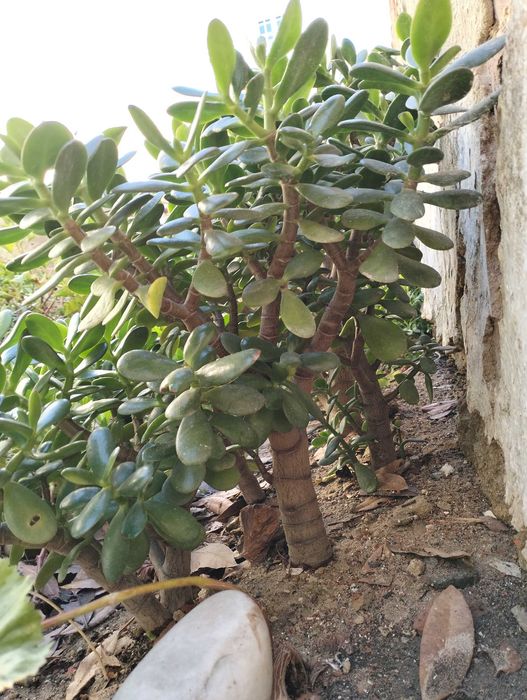 Suculenta Planta-Jade
