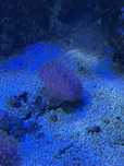 akwarium morskie sarcophyton koral