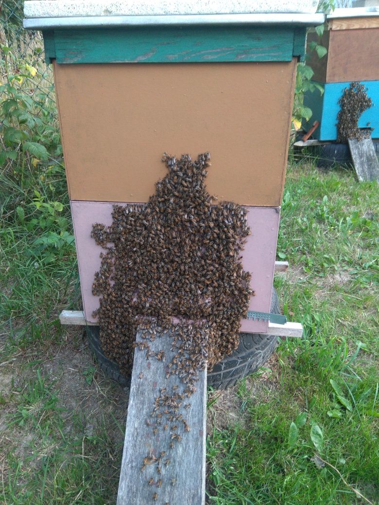 Rodziny pszczele na ramce wielkopolskiej.