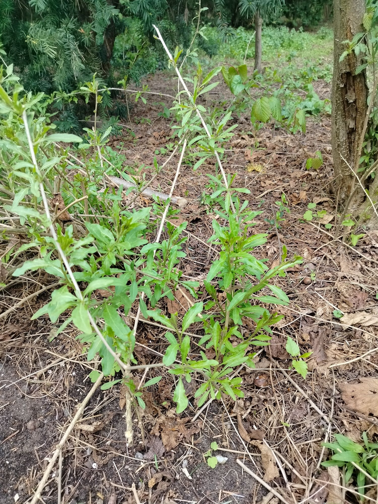 Sadzonki żywokostu, goji , Tawliny dla Pani Hanny