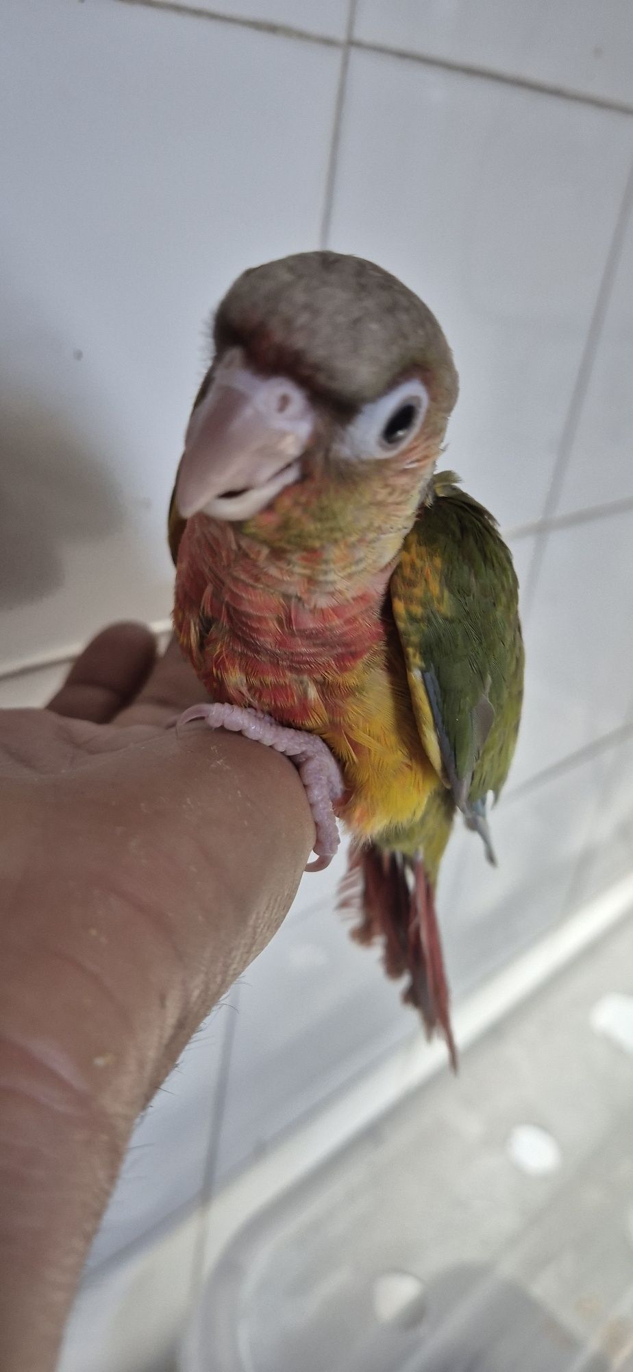 Pyrrhura pinaple criada a mão