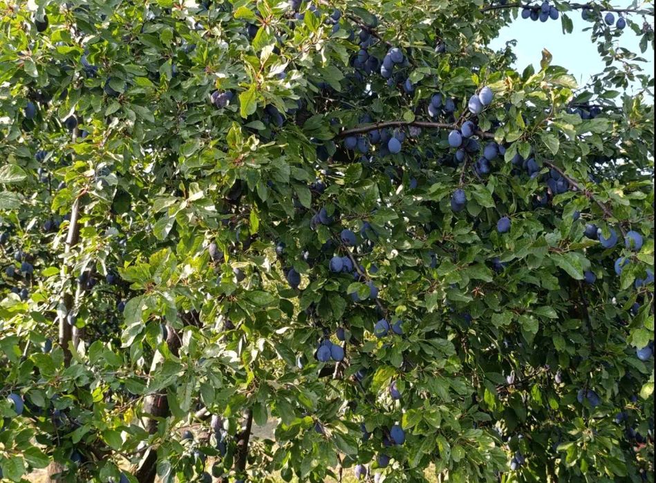 Продаж будинку єОселя  Яготин Разумовка 0,68 соток