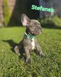 Buldog francuski ostatni piesek Stefcio