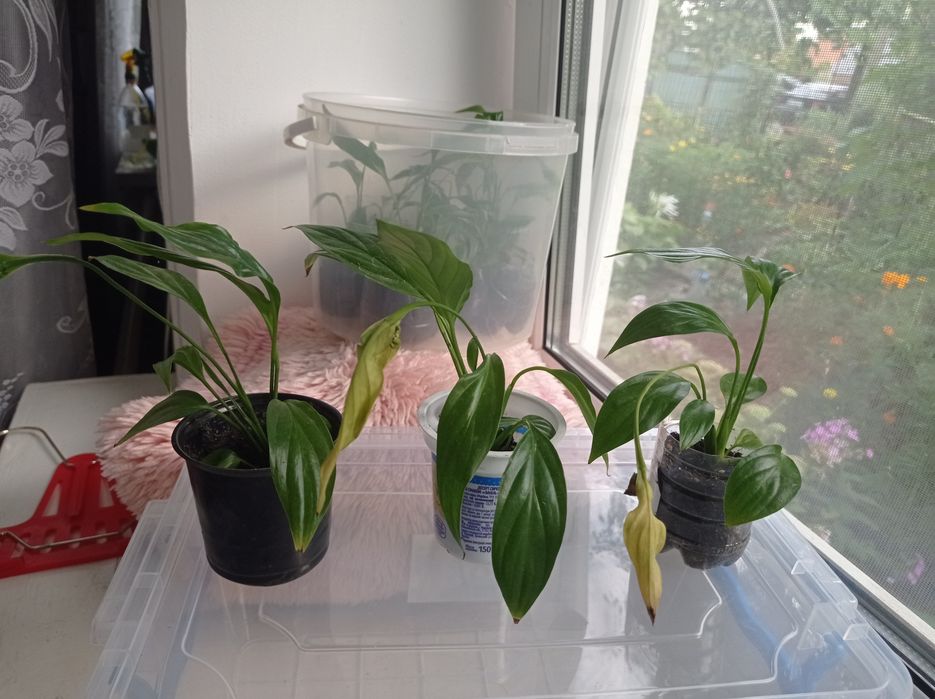 Спатифіліум квіти