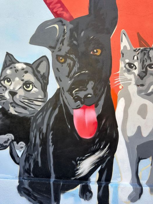Pintura de Parede, Mural, grafitti