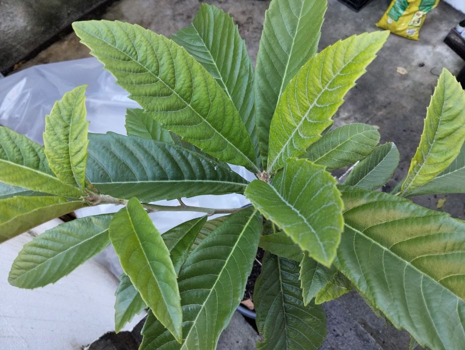 Nespereira c/cinco anos em vaso