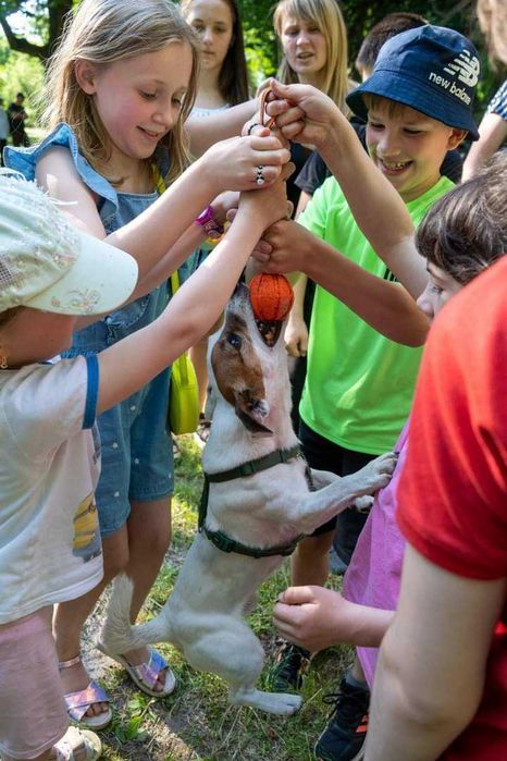 В'язка Джек Рассел тер'єр КСУ
