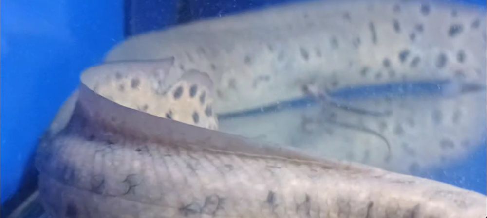 Prapłetwiec brunatny - Skrzelec - Protopterus 30cm. Cetarius