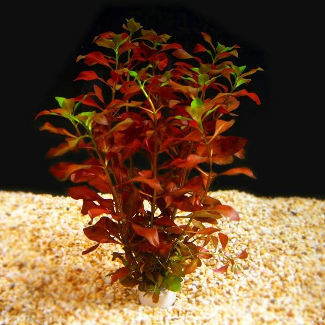 Ludwigia repens roślina akwariowa