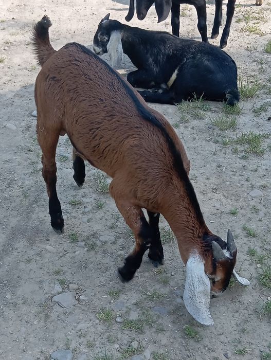 Чистокровний англо -нубійський цап готовий до в'язки