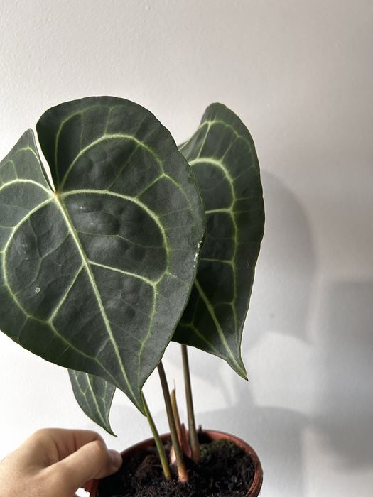 Anthurium Clarinervium