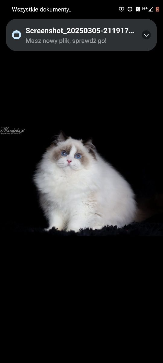 Piękna Kotka RAGDOLL