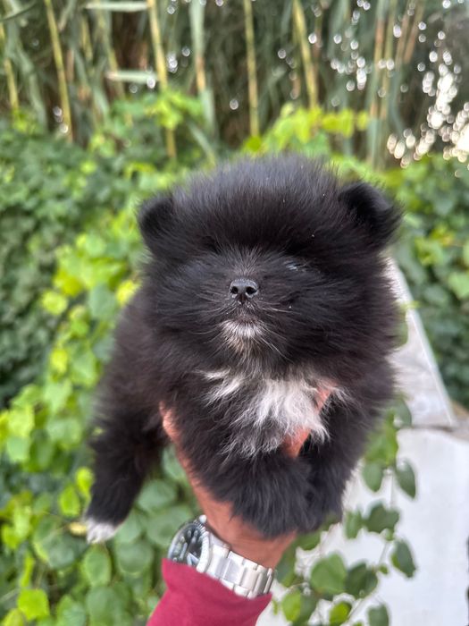 Lindo Lulu da pomerania