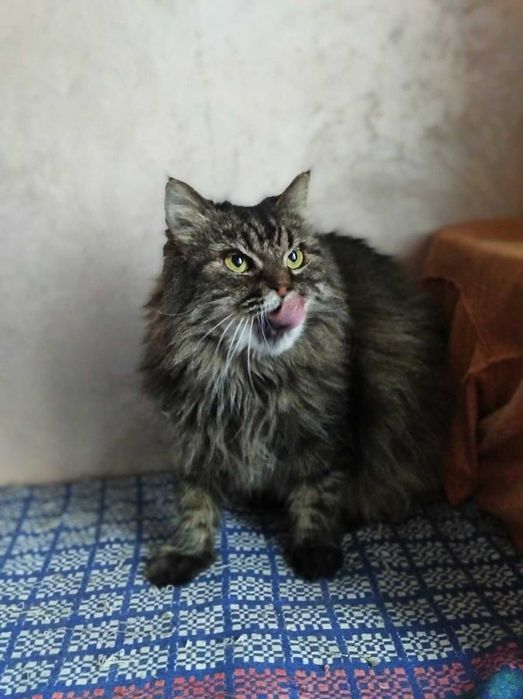 Пушистая красивая кошка Марфуша, 6-7 лет, стерилизована