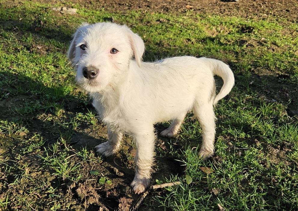 Parson Russell Terrier - dziewczynka Santi