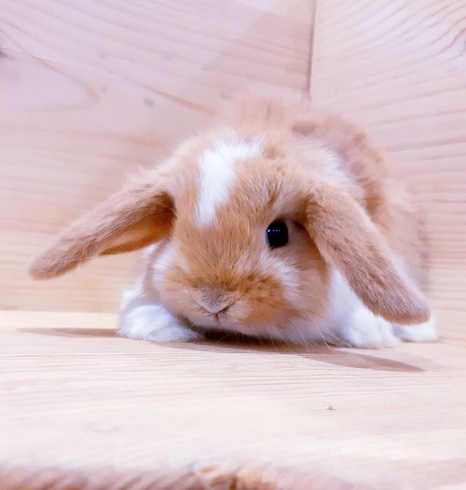 Карликовые супер мини кролики декорат. торчеухие и вислоухие кролики