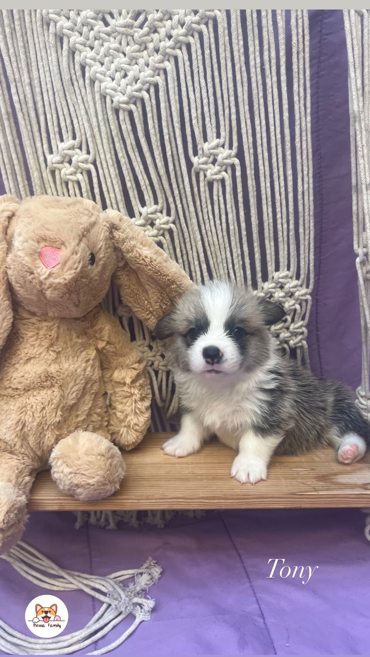 Welsh Corgi Pembroke