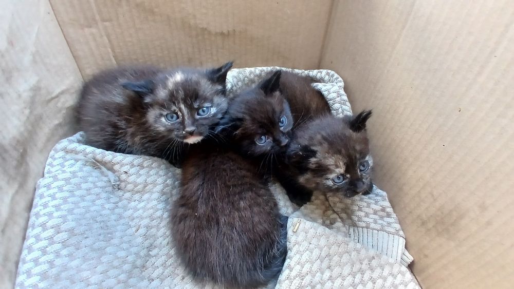 Віддам кошенят добрі руки