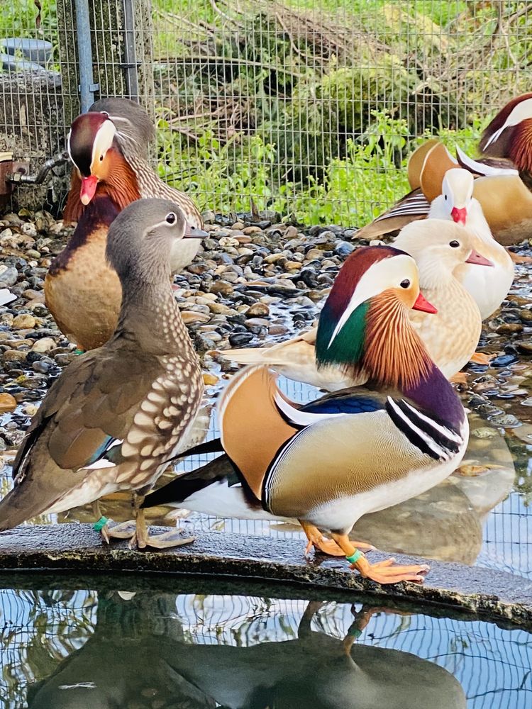 Patos ornamentais: mandarim, carolino, ring teal.