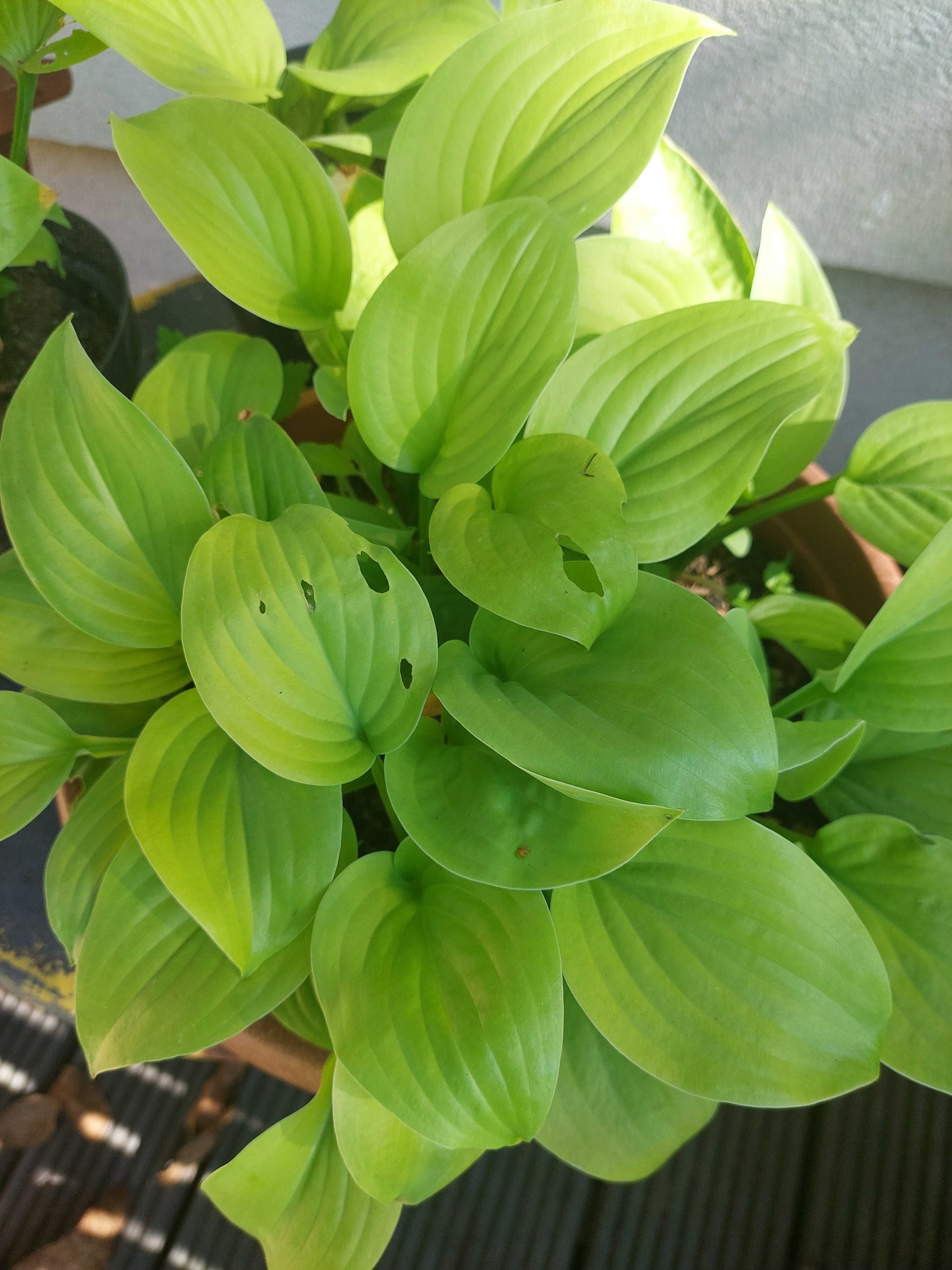 Funkia / Hosta - sadzonki