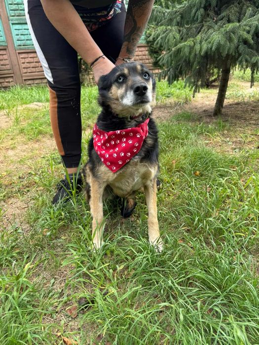 Błękitnooka piękność do adopcji