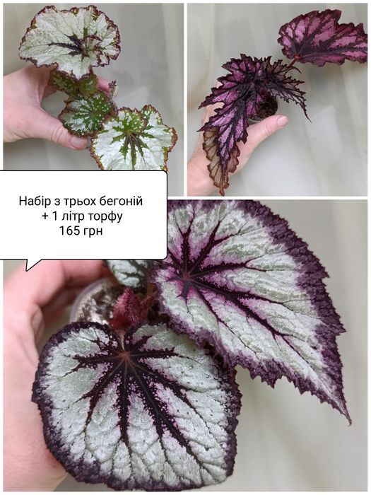 Набір бегонії + торф верховий