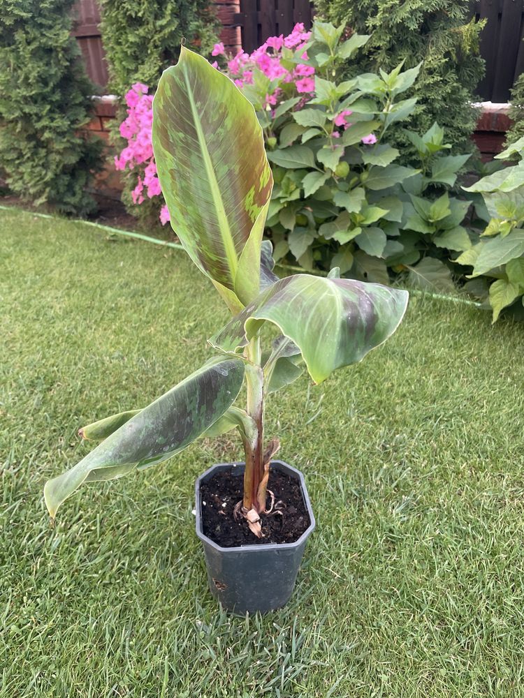 Bananowiec musa acuminata dwarf cavendish 57 cm