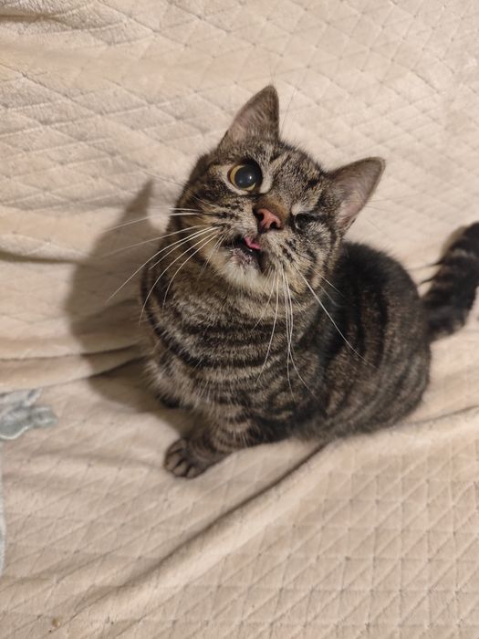 Mróweczka szuka najlepszego domu!