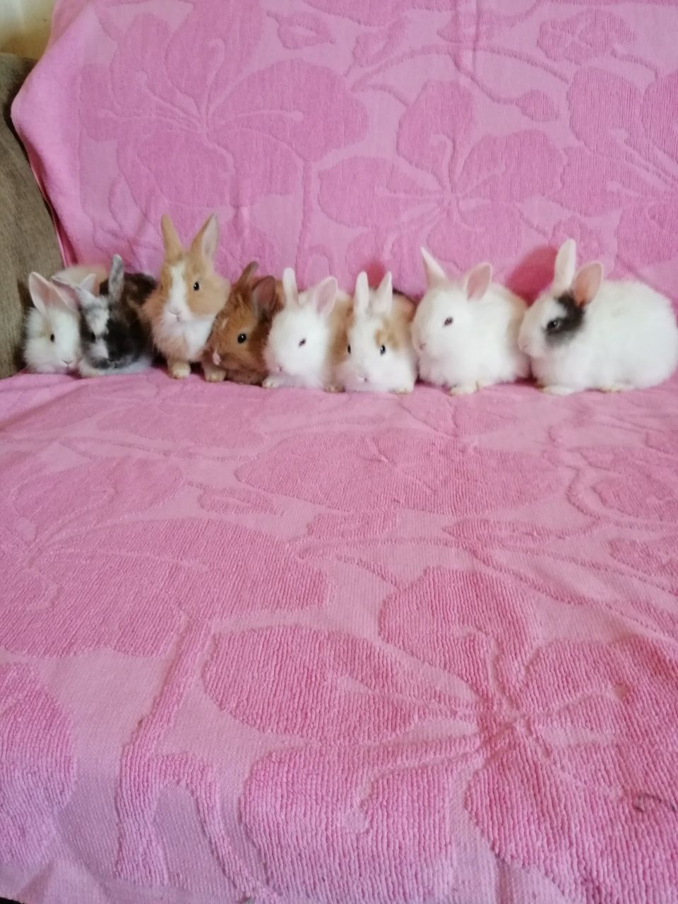 Króliczki karzełki króliczek karzełek