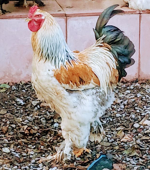 Galinhas  ,galos  brahmas