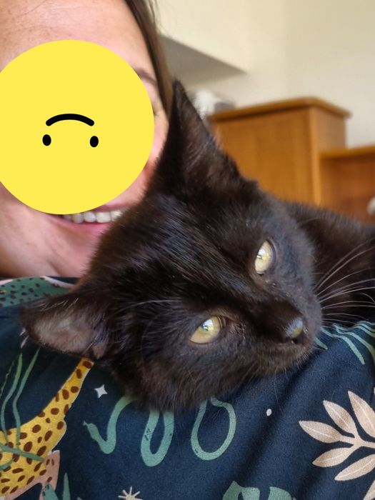 Kocurek  Pankracy szuka domu