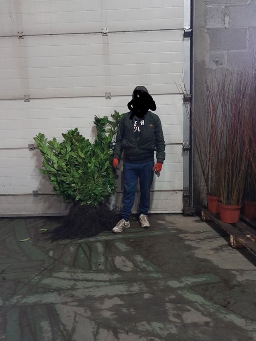 Laurowiśnia do 140cm. WYPRZEDAŻ!!!