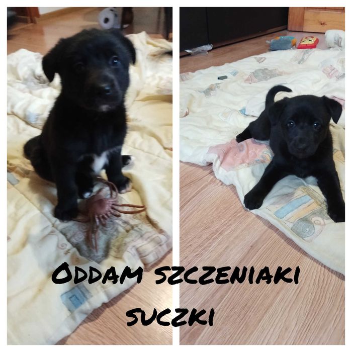 Oddam szczeniaki