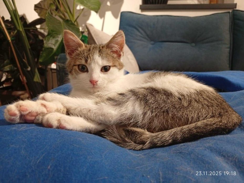 Śliczna, 3-miesięczna Verka. Lubi psy i koty!