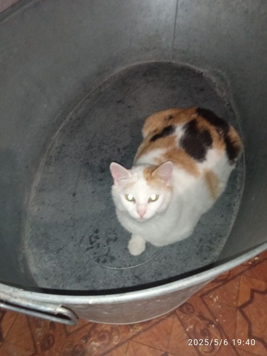 Мои любимые котики