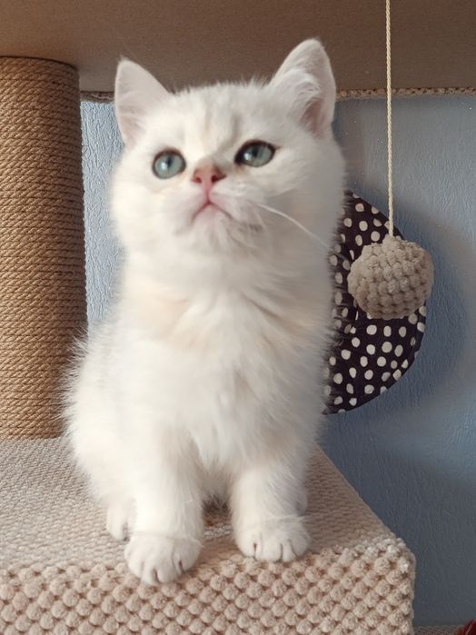 Пухнастий бешкетник