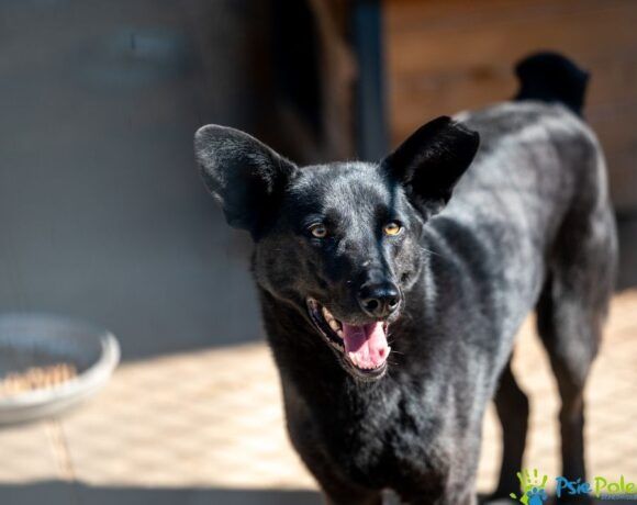 Przyjazny piesek MŁOCIO szuka domku!
