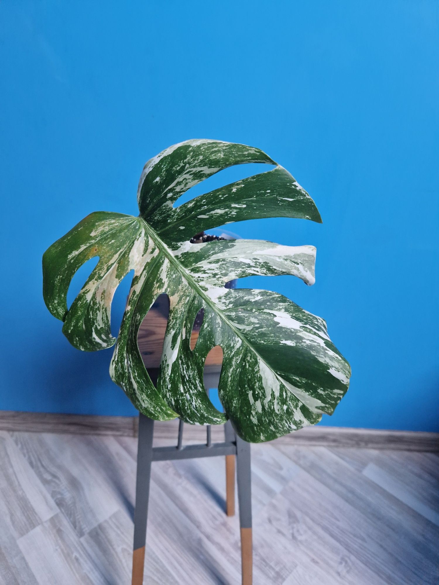 Monstera Variegata 6 sztuk