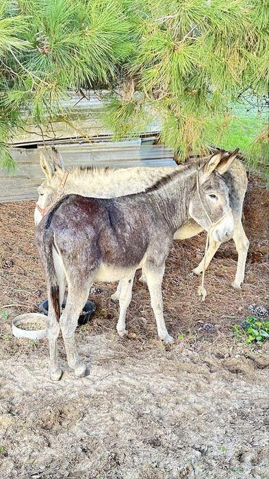 Burros com tres anos de idade